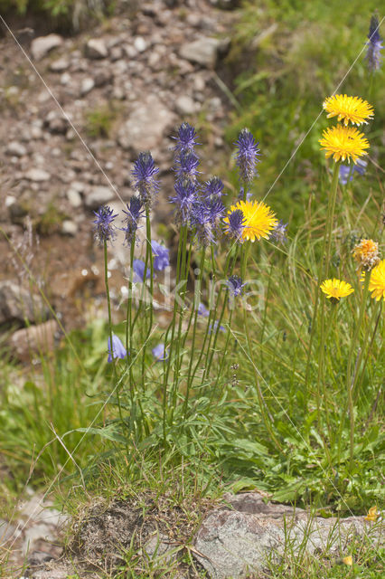 Devil's Claw (Physoplexis comosa)