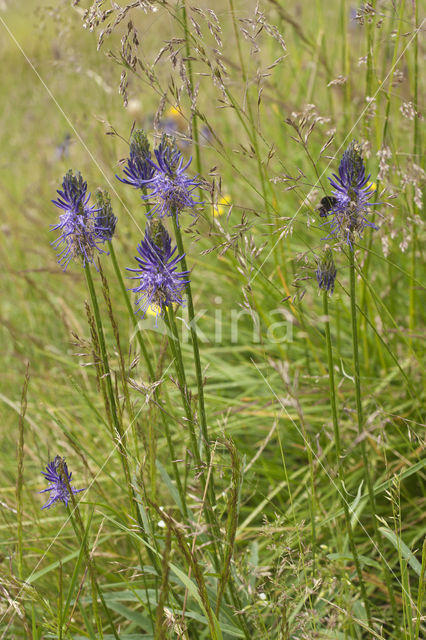 Rapunzel (Physoplexis comosa)