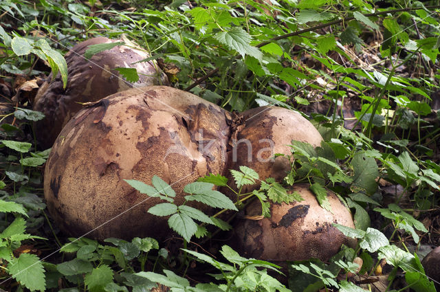 Giant Puffball (Langermannia gigantea)