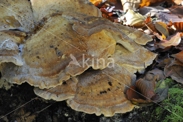 Giant Polypore (Meripilus giganteus)