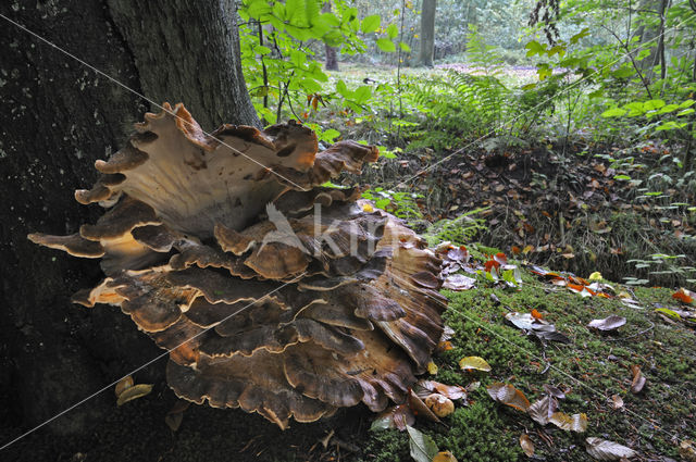 Reuzenzwam (Meripilus giganteus)