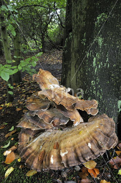 Giant Polypore (Meripilus giganteus)