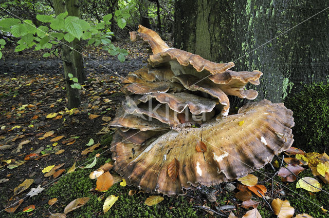 Giant Polypore (Meripilus giganteus)