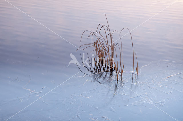 Common Reed (Phragmites australis)