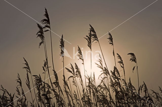 Common Reed (Phragmites australis)