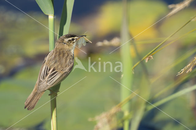 Sedge Warbler (Acrocephalus schoenobaenus)