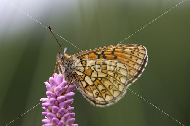 Ringoogparelmoervlinder (Boloria eunomia)