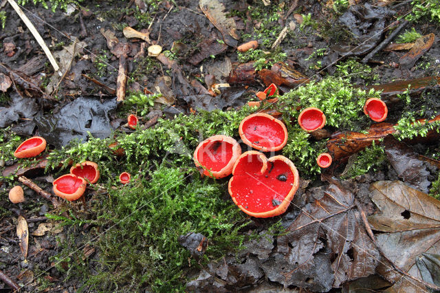 scarlet cup fungus (Sarcoscypha coccinea)