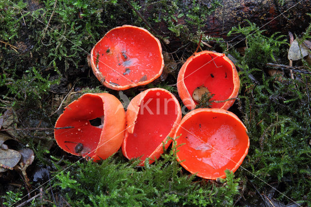 scarlet cup fungus (Sarcoscypha coccinea)