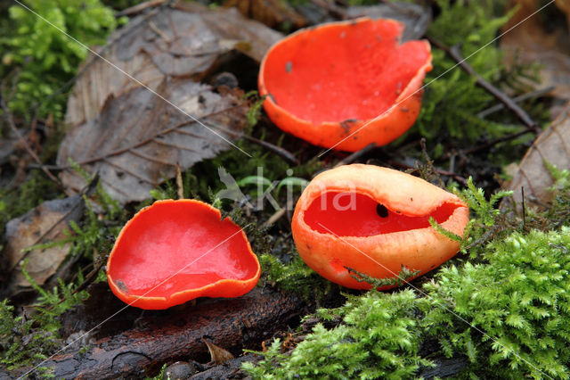 scarlet cup fungus (Sarcoscypha coccinea)