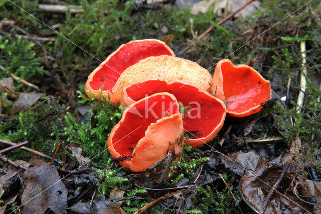 scarlet cup fungus (Sarcoscypha coccinea)