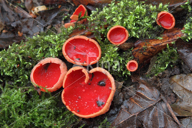 scarlet cup fungus (Sarcoscypha coccinea)