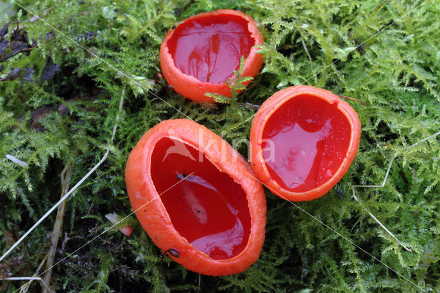 scarlet cup fungus (Sarcoscypha coccinea)