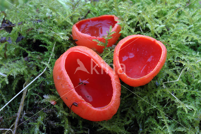 scarlet cup fungus (Sarcoscypha coccinea)