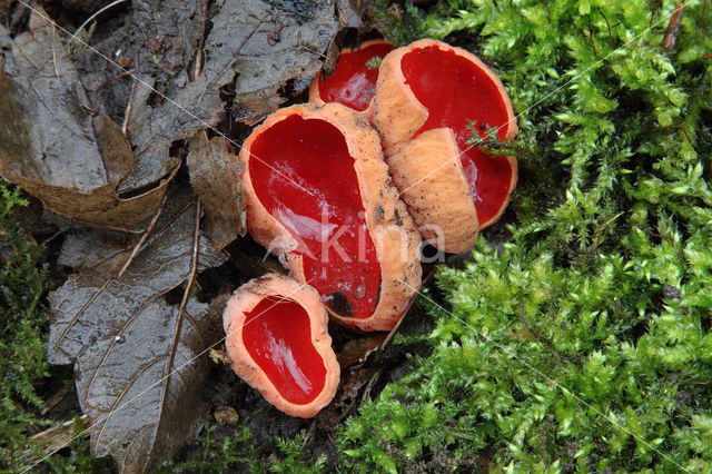 scarlet cup fungus (Sarcoscypha coccinea)