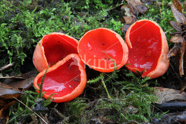 scarlet cup fungus (Sarcoscypha coccinea)