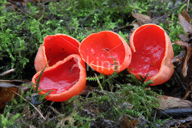 scarlet cup fungus (Sarcoscypha coccinea)