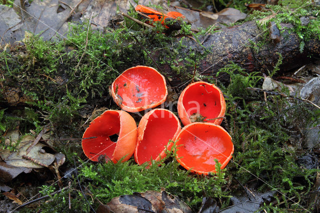 scarlet cup fungus (Sarcoscypha coccinea)