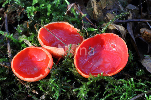 scarlet cup fungus (Sarcoscypha coccinea)