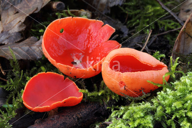 scarlet cup fungus (Sarcoscypha coccinea)