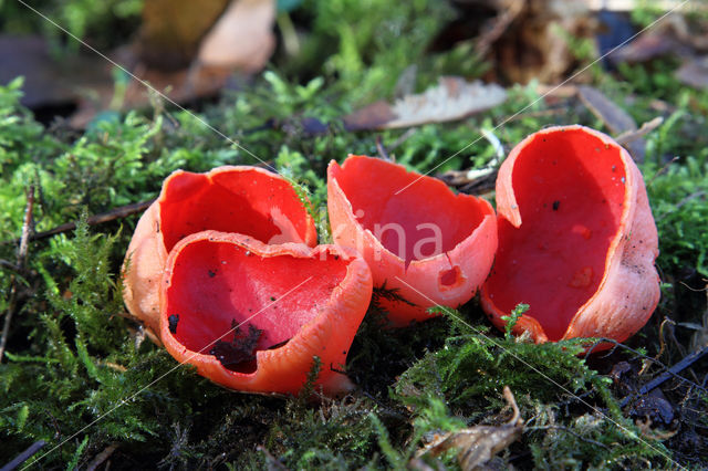 scarlet cup fungus (Sarcoscypha coccinea)