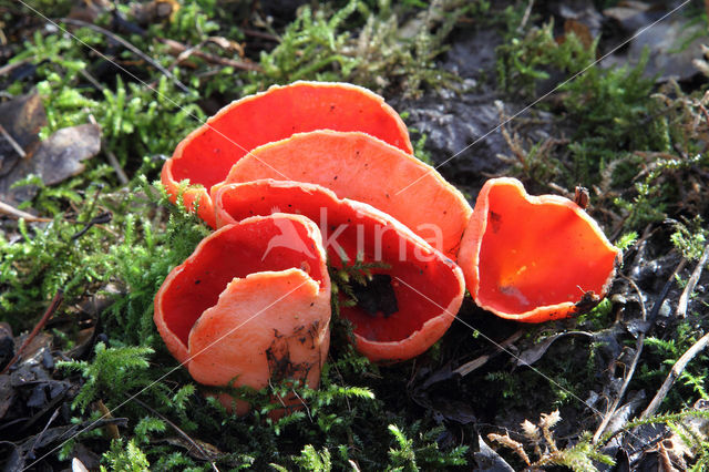 scarlet cup fungus (Sarcoscypha coccinea)