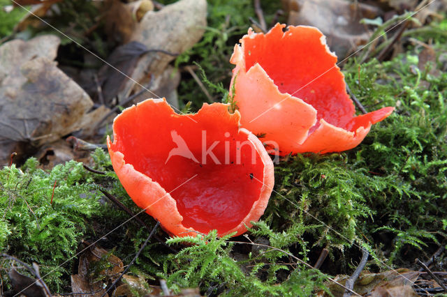 Rode kelkzwam (Sarcoscypha coccinea)