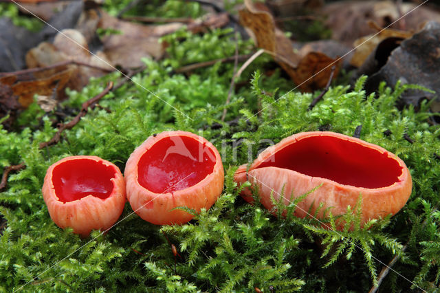 scarlet cup fungus (Sarcoscypha coccinea)