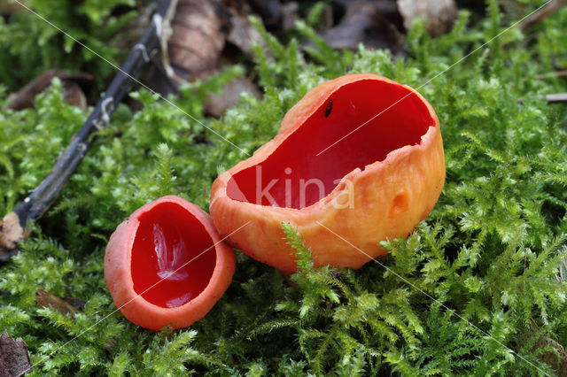 scarlet cup fungus (Sarcoscypha coccinea)