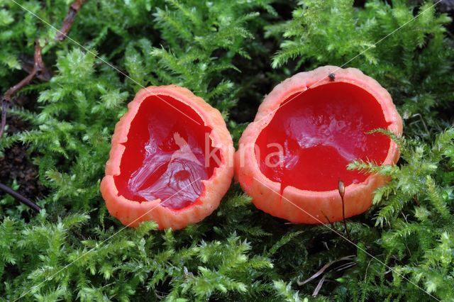 scarlet cup fungus (Sarcoscypha coccinea)