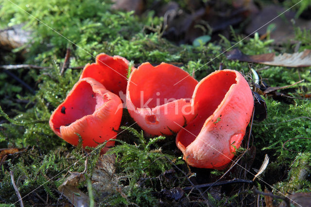 scarlet cup fungus (Sarcoscypha coccinea)