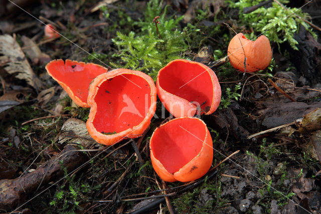 scarlet cup fungus (Sarcoscypha coccinea)