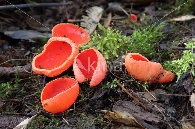 scarlet cup fungus (Sarcoscypha coccinea)