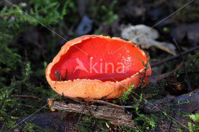 Rode kelkzwam (Sarcoscypha coccinea)