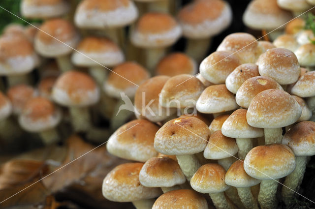 Cinnamon Cap (Psilocybe sublateritia)