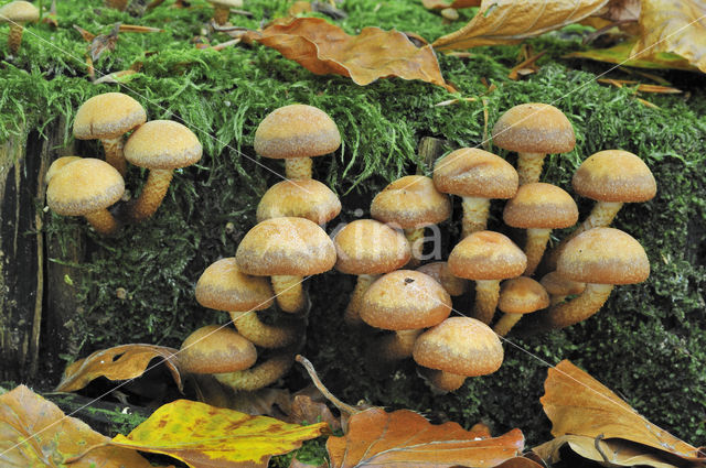 Rode zwavelkop (Psilocybe sublateritia)