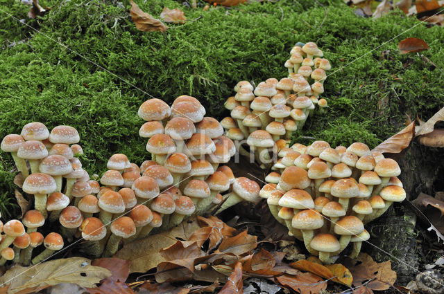 Cinnamon Cap (Psilocybe sublateritia)