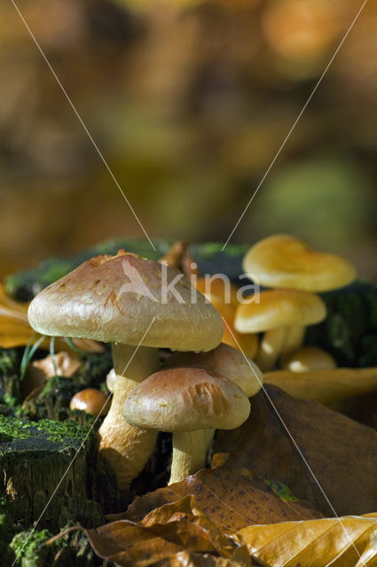 Rode zwavelkop (Psilocybe sublateritia)