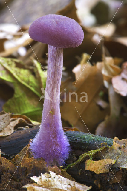 Amethyst Deceiver (Laccaria amethystina)