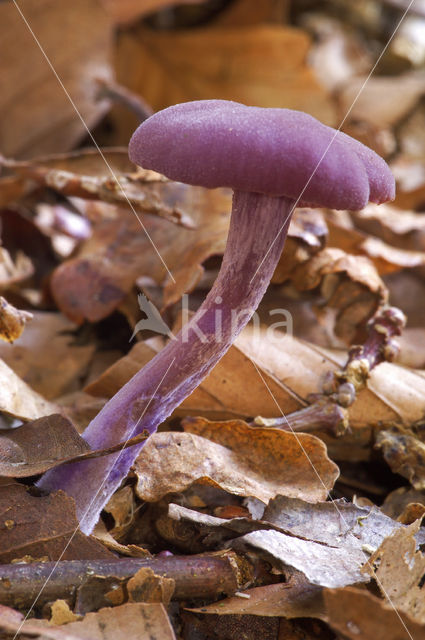 Amethyst Deceiver (Laccaria amethystina)