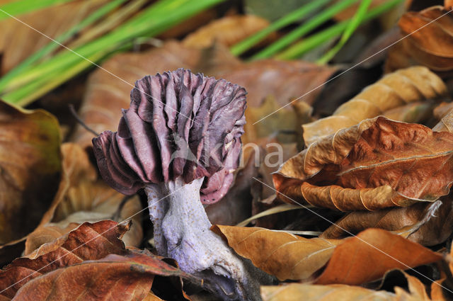 Amethyst Deceiver (Laccaria amethystina)