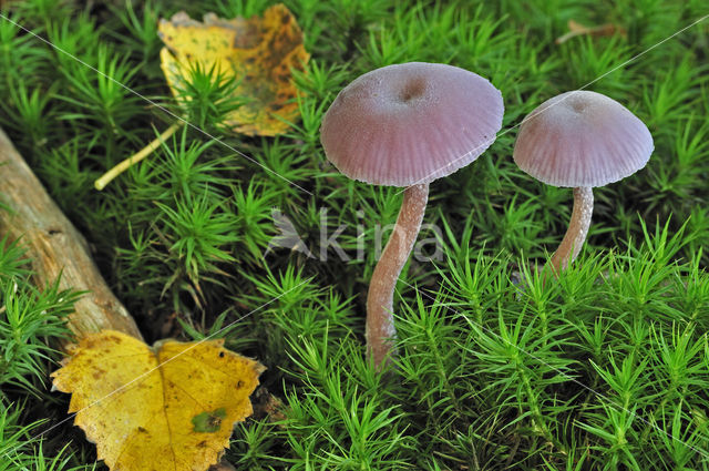 Amethyst Deceiver (Laccaria amethystina)