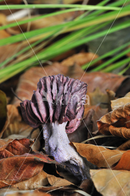 Amethyst Deceiver (Laccaria amethystina)