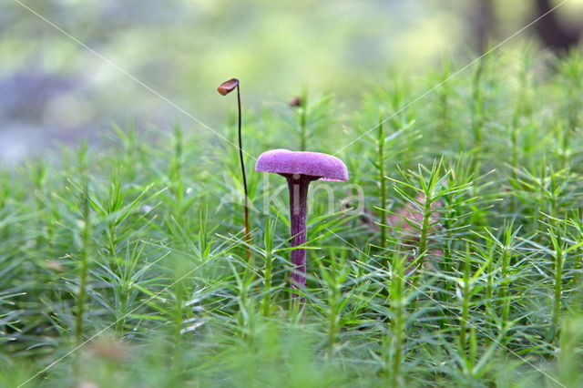 Amethyst Deceiver (Laccaria amethystina)