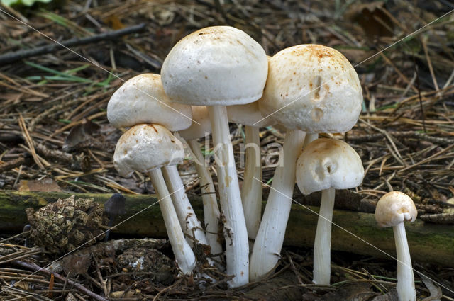 Spotted agaric (Collybia maculata)