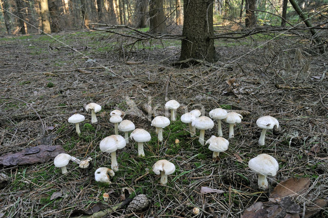 Spotted agaric (Collybia maculata)