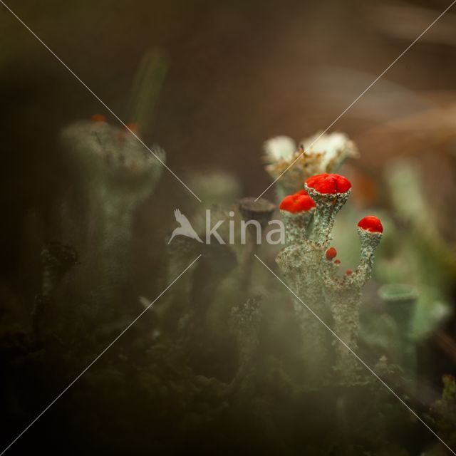 Red pixie cup (Cladonia coccifera)