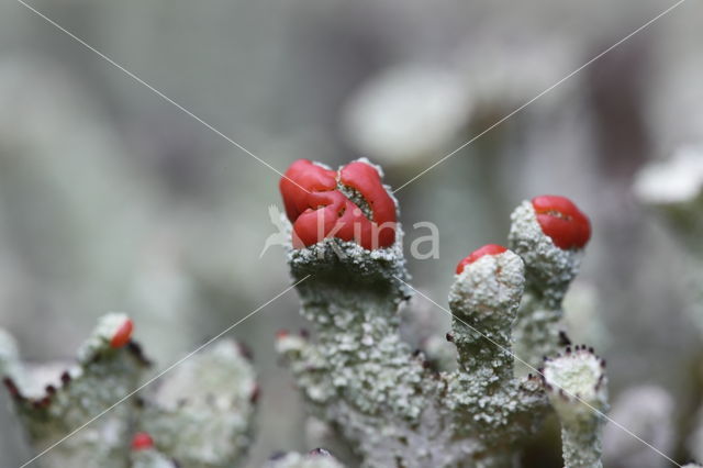 Red pixie cup (Cladonia coccifera)