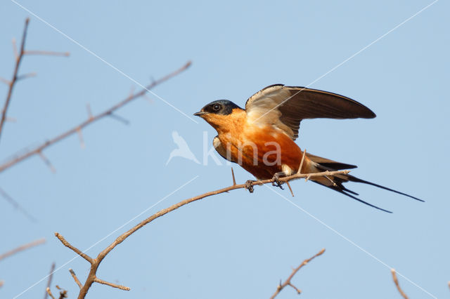 Roodborstzwaluw (Hirundo semirufa)