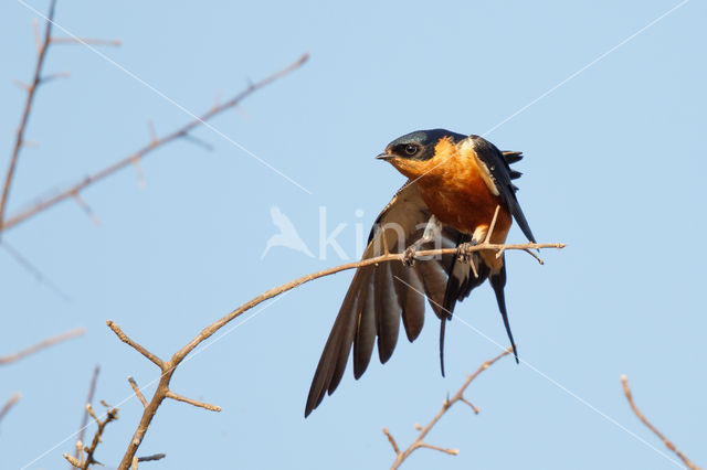 Roodborstzwaluw (Hirundo semirufa)